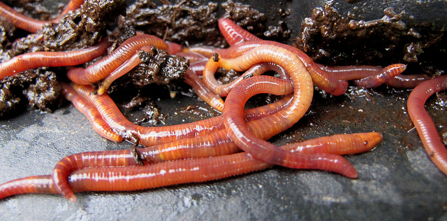 worms