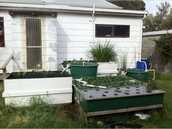 aquaponics