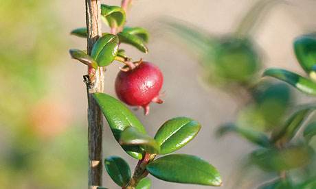 Chilean Guava