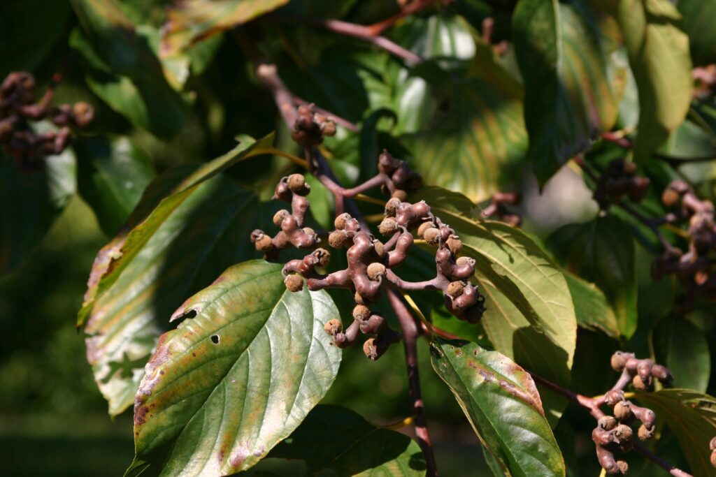 hovenia-dulcis-fruit