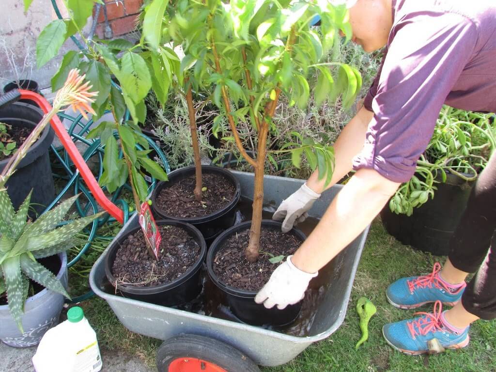 Fruit trees ready for the planting - and if planting fruit trees, why not accompany these with a chook/orchard system?