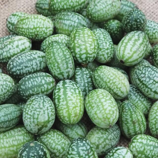 These climbing plants produce masses of grape size fruit that resemble tiny watermelons and have a fresh flavour, like cucumber with a twist of citrus.