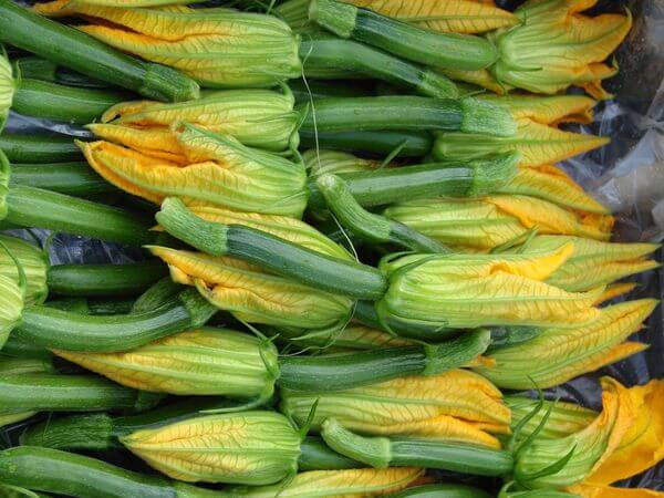 Zucchinis are prolific this time of year - eat it in fine slices in a salad with some olive oil and bocconcini - yum!