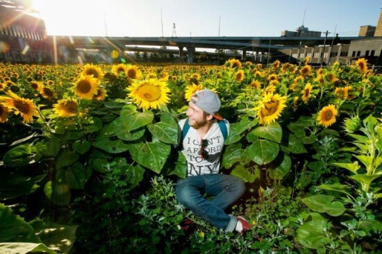 Sitting in a sunflower field in North Melbourne (Jan 2014)