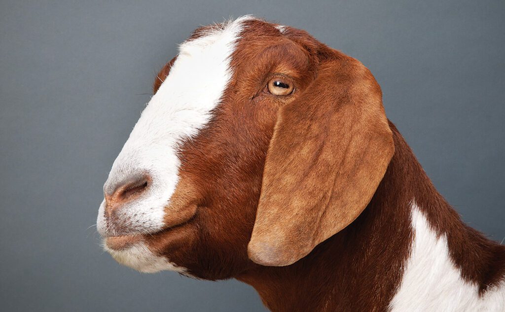 Would you like this cool looking goat to hang out in your yard?