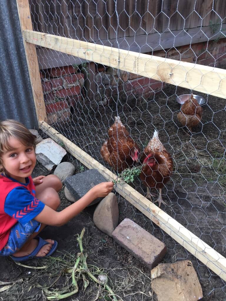 Chickens make brilliant pets for children