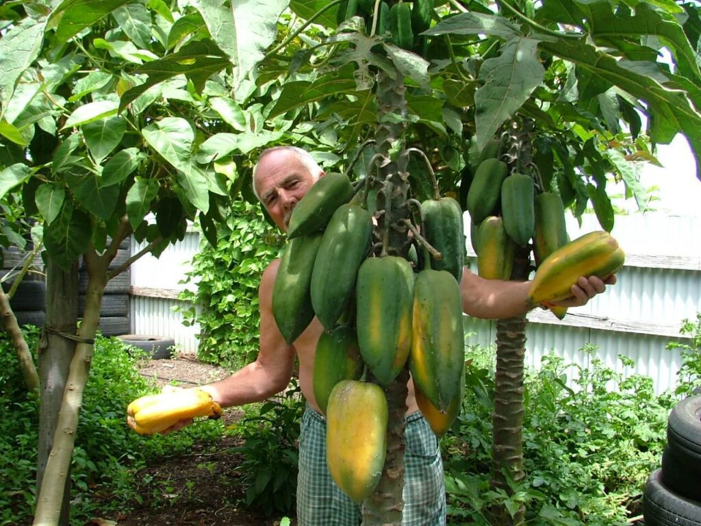 The babaco, which is a type of paw paw that you can grow in Melbourne