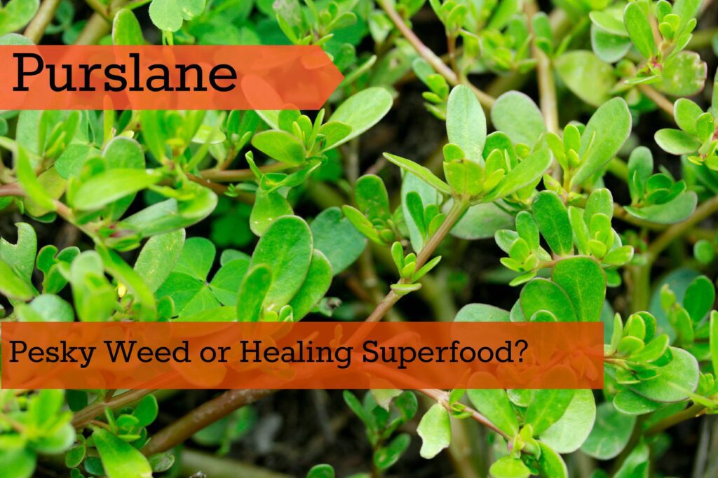 purslane-superfood