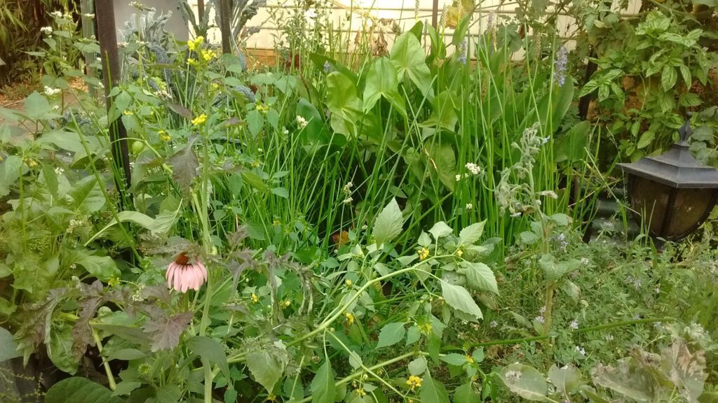 "This is kind of how I envisage the whole productive bit of the back yard in a few years' time, only with more fruit."