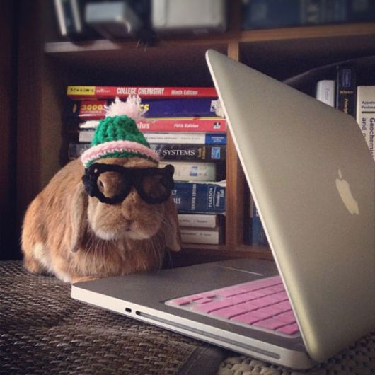 Hipster bunnies have an unfair advantage as they can type much faster than we mere mortals