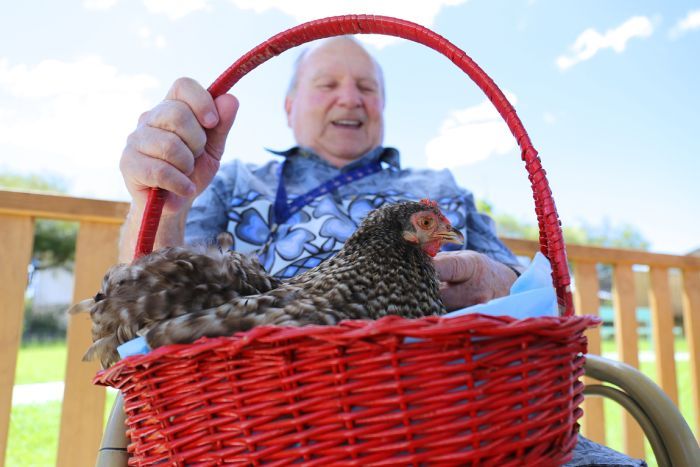 Whiddon aged care resident Aubrey Lavis with 'his' hen Priscilla. The facility, in Casino, is trialling a program called HenPower that aims to enhance residents' wellbeing through hen-keeping. (ABC North Coast: Samantha Turnbull)