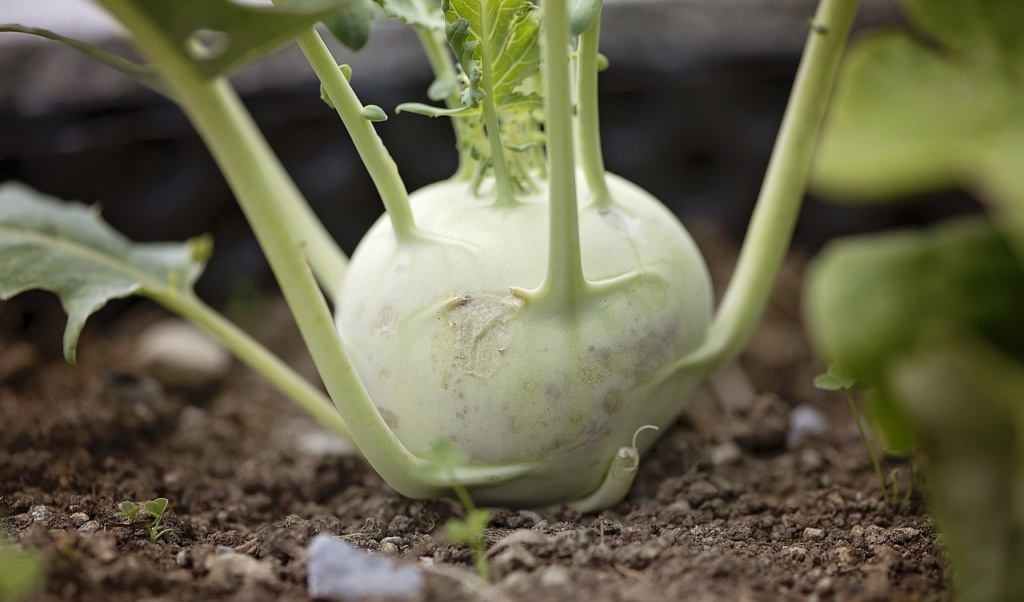 Kohlrabi - you can get them either white or purple