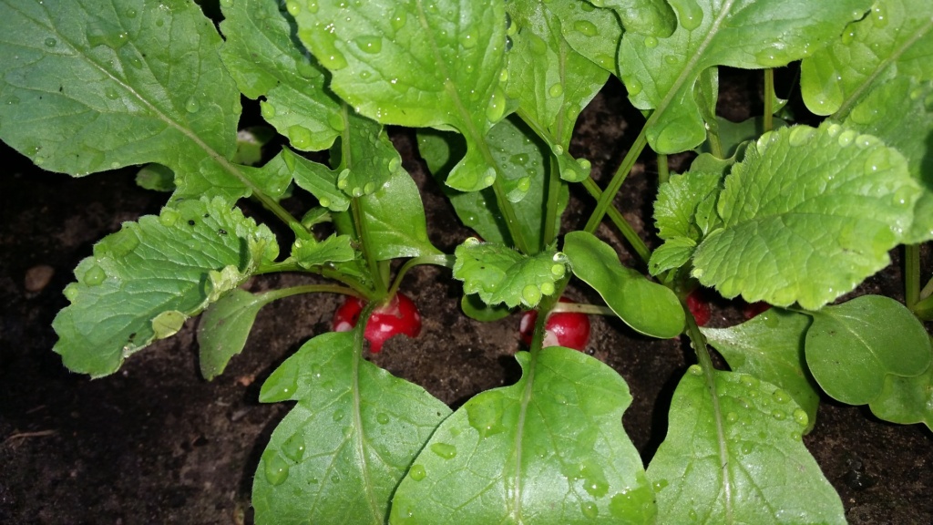 Radishes - plant the seeds now and you could be eating them in as little as six weeks!