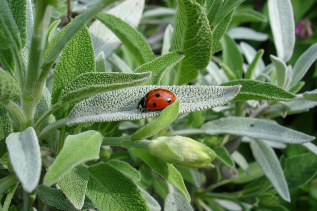 Garden sage with a well known beneficial insect