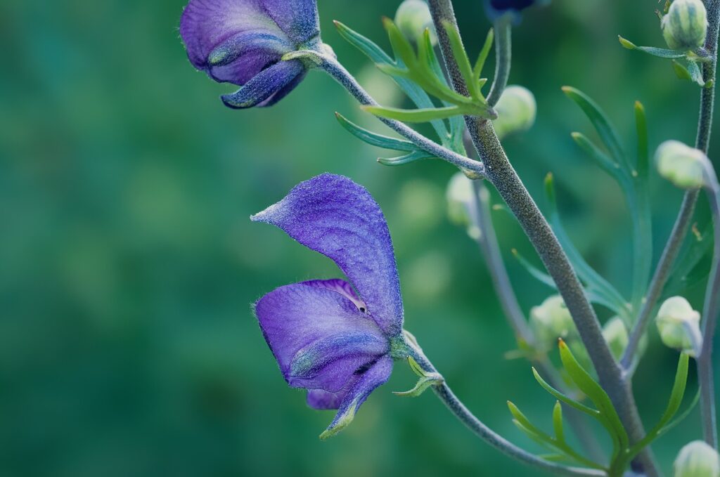 Wild Sage