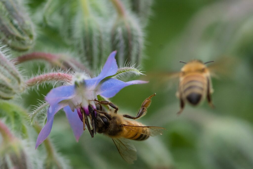 Bees LOVE borage!