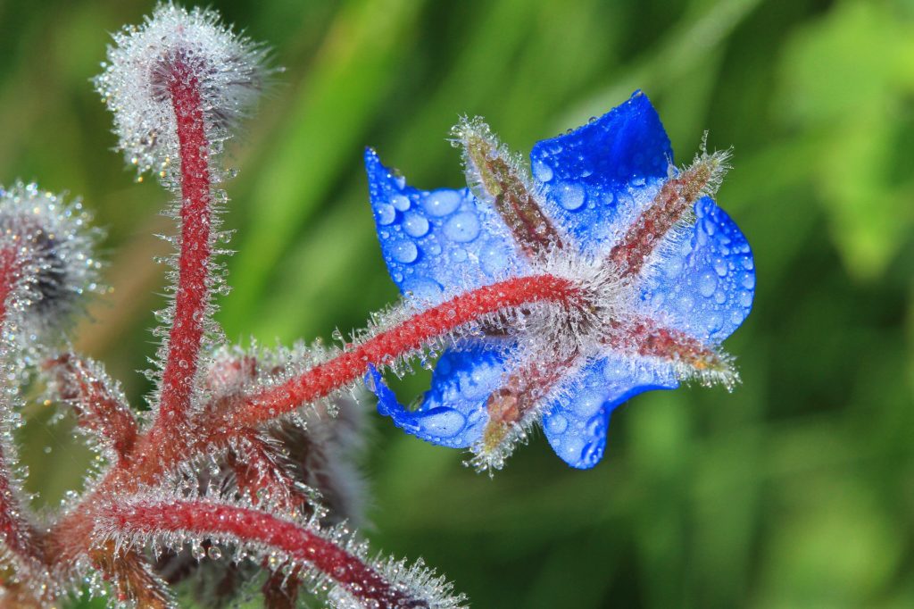 Borage in frost