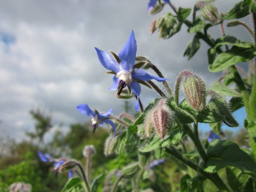 borago-officinalis-844616_1920