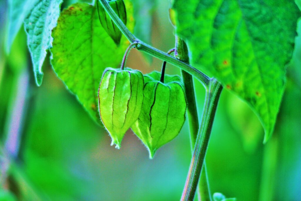 cape-gooseberry-363652_1920