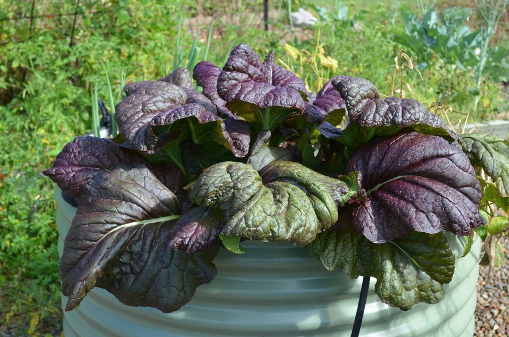 Love those mustard greens!