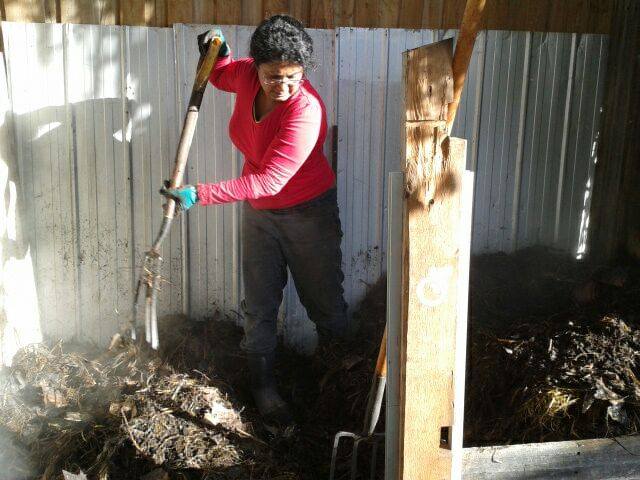 Hot composting in action!