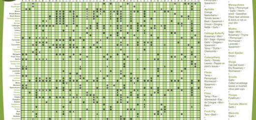 Permaculture Companion Planting Chart