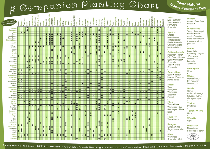 companion-planting-chart-IDEP[1]