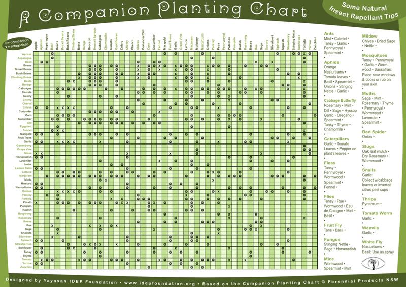 companion-planting-chart-permablitz-melbourne