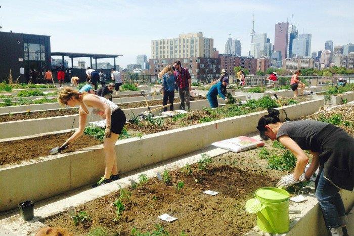 eating-the-suburbs-one-backyard-at-a-time