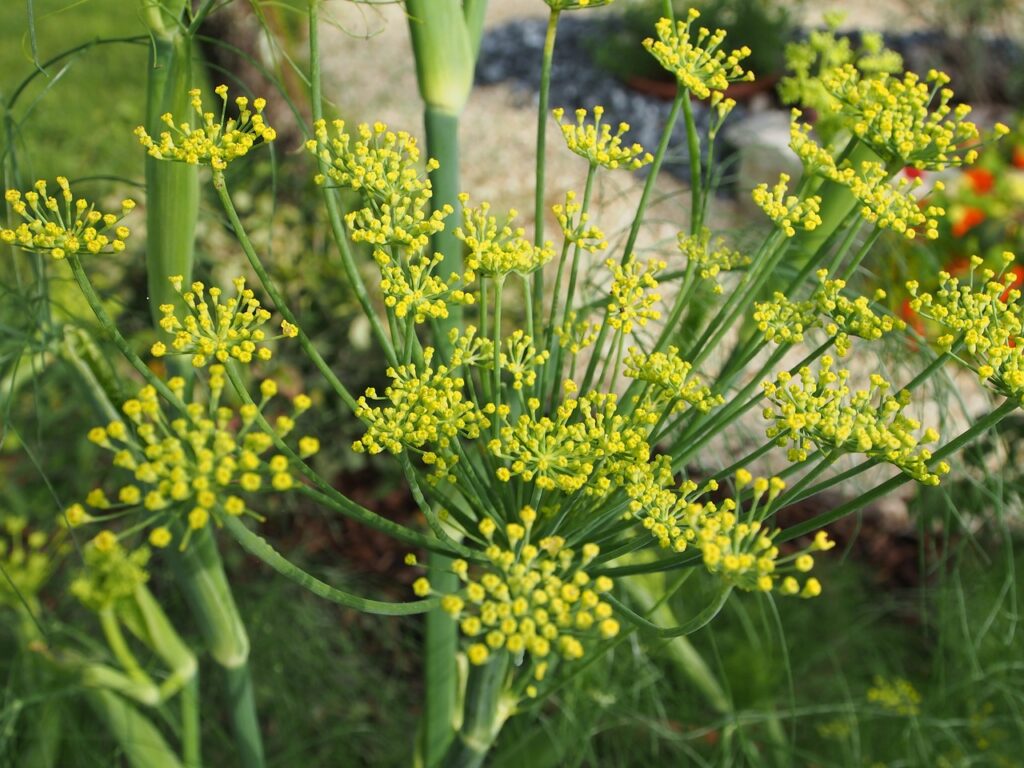 flowering-fennel-592958_1280