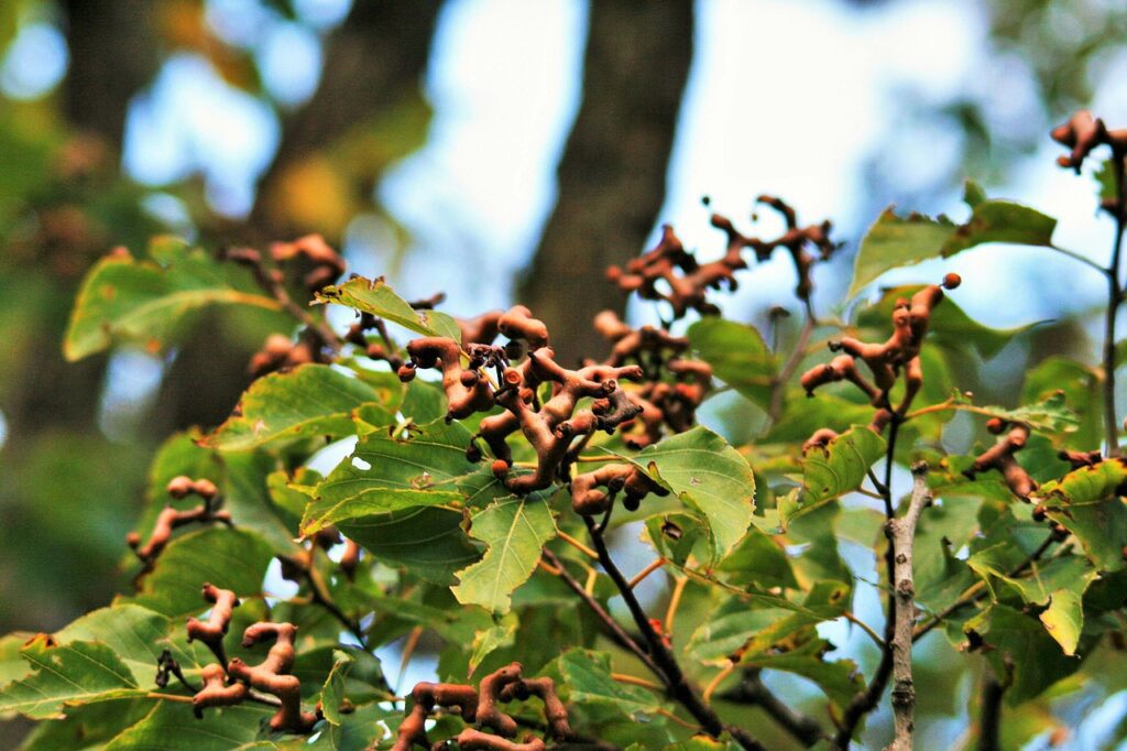 japanese-raisin-tree-399654_1280
