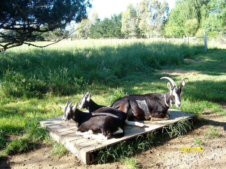 304563_483325728344620_1561625232_n1