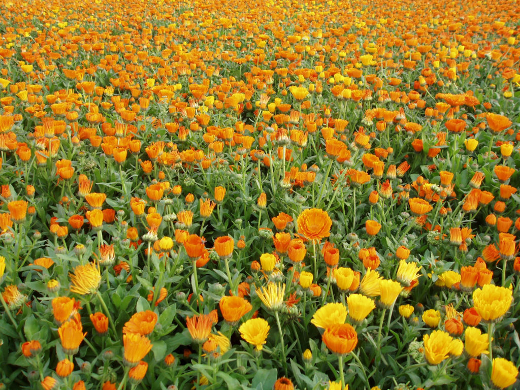 Fields of calendula - what's not to love?