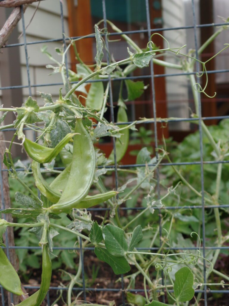 SAMSUNG CAMERA PICTURES