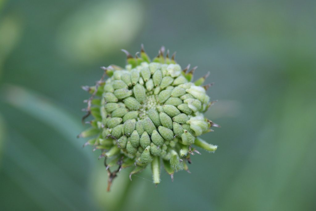 The seeded flowerbud