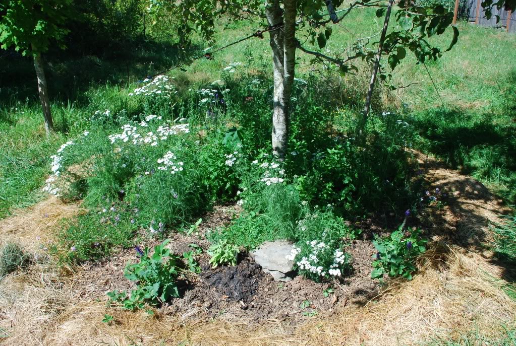 Characteristics of a Tree Guild Permablitz Melbourne