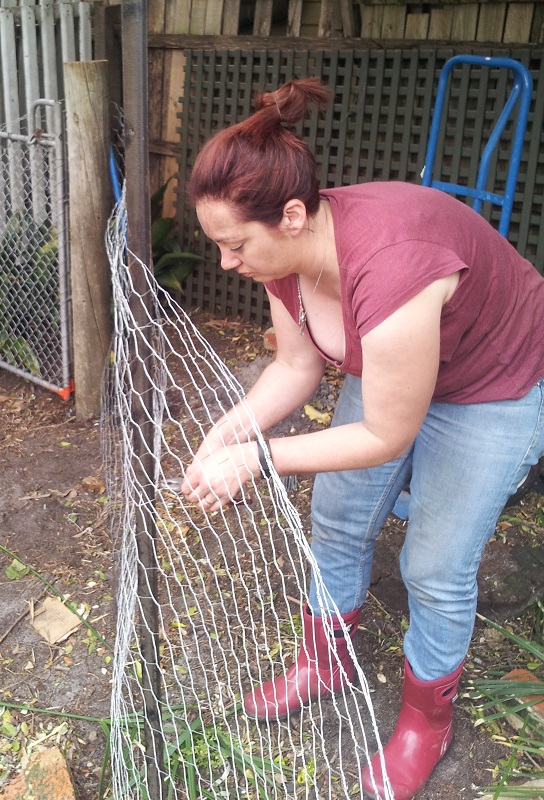 Erecting the chicken-fence