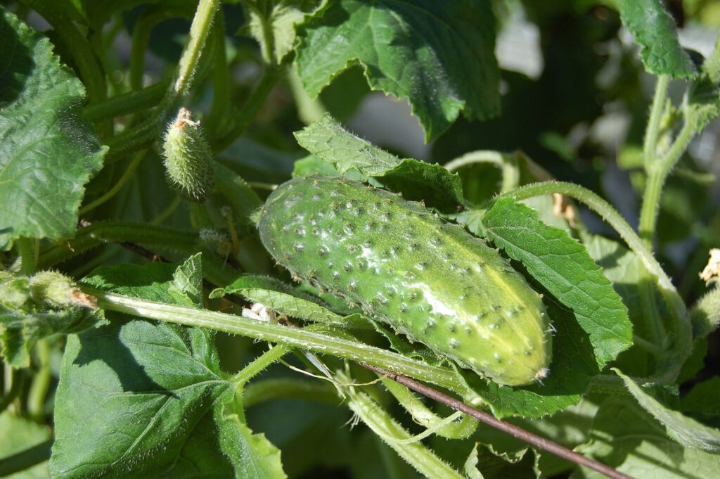 cucumbers-950695_1920