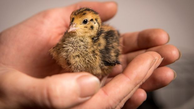 Cute and fluffy: One of Kat Lavers' tiny quail chicks born last week. Photo: Eddie Jim