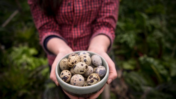 Quail eggs are much smaller than chook eggs. Photo: Eddie Jim