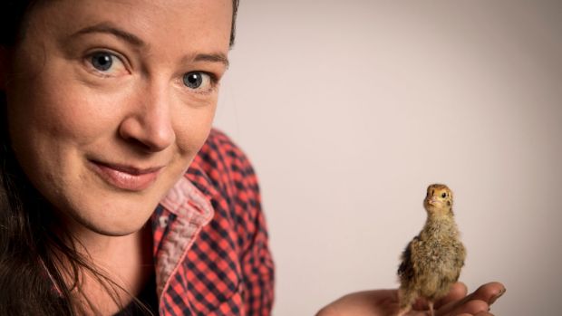 Hey, chicky: Kat Lavers and one of her quail chicks, or 'quicks' born last week at her Northcote house. Photo: Eddie Jim
