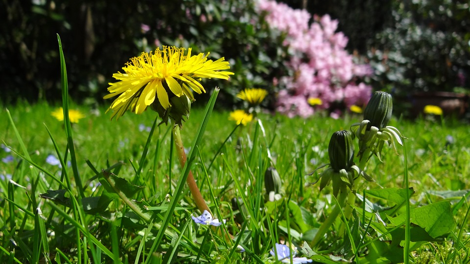 dandelion-in-meadow