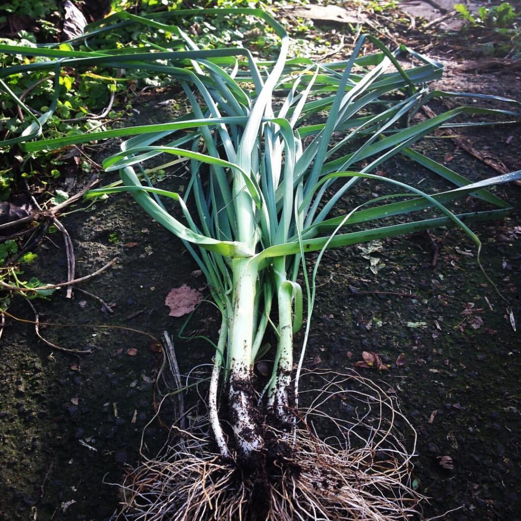 Perennial leek - yum!