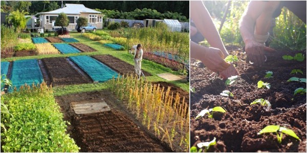 biointensive-growing-8961