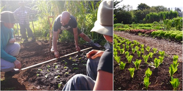 biointensive-growing-8971