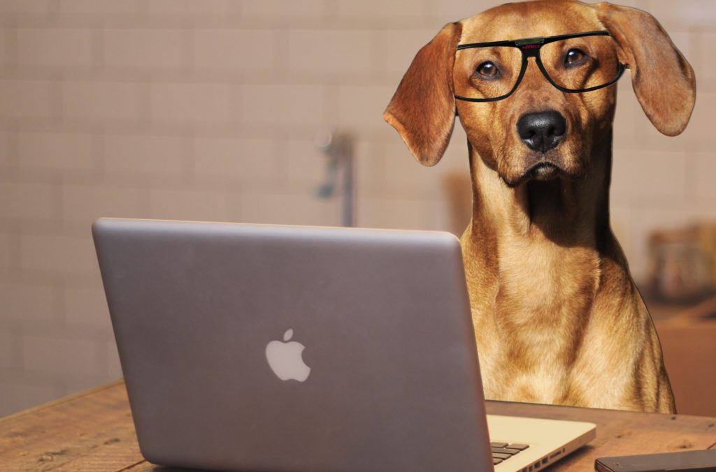 dog-using-laptop-computer