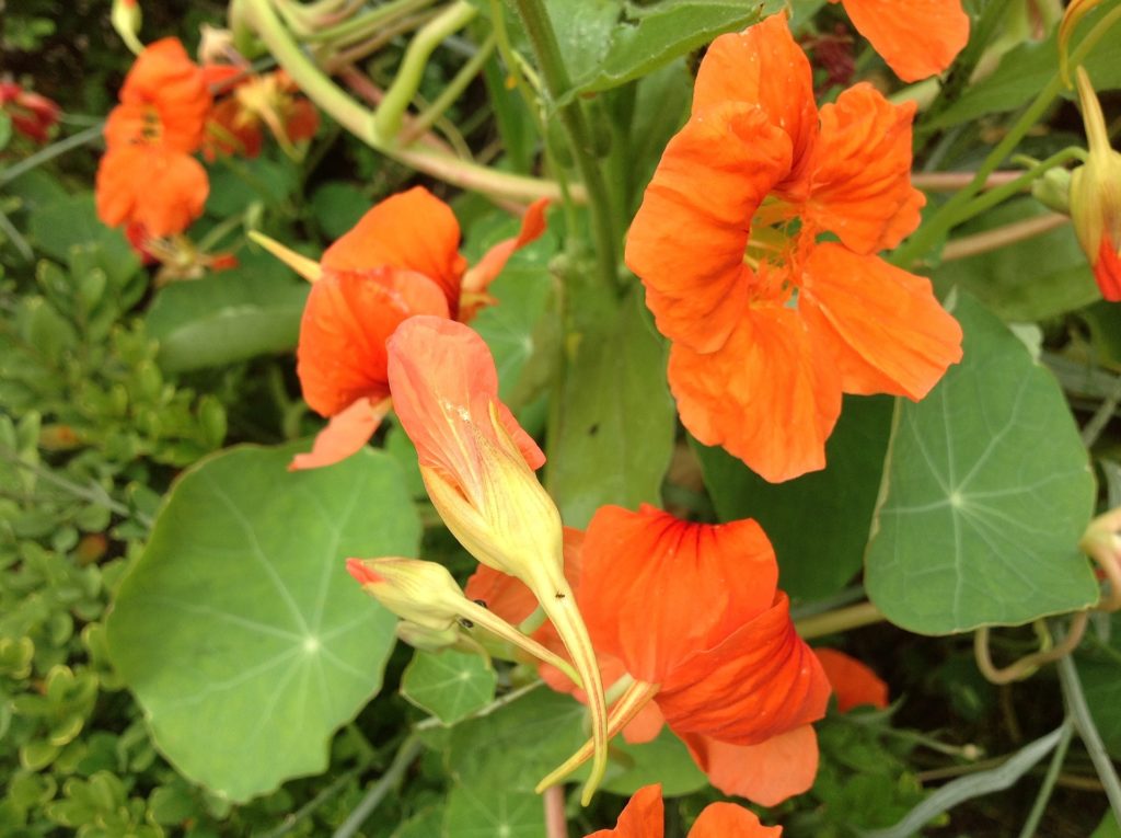 Nasturtiums release an airborne chemical that repels insects
