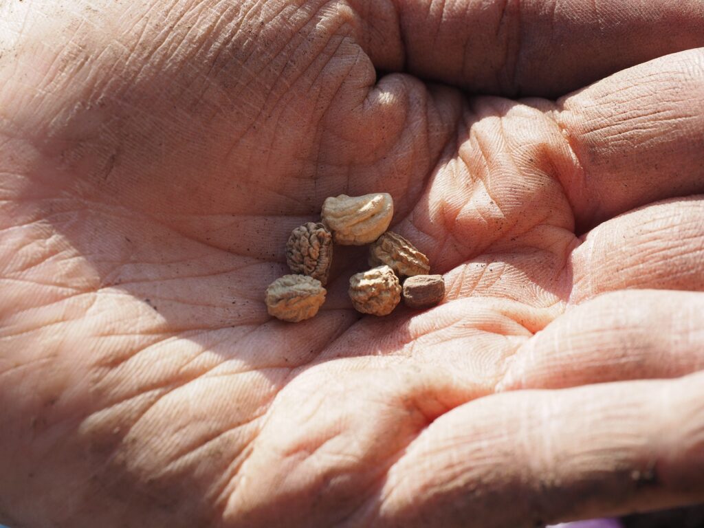 Nasturtium seeds