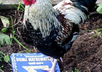 Pecking at a Statistics book.