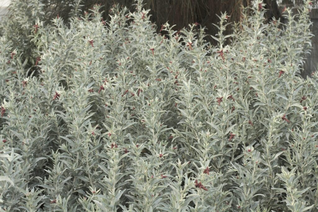 Coastal Salt Bush Permablitz Melbourne